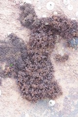 Gelidium pristoides
