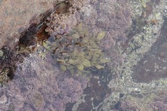 Sargassum incisifolium