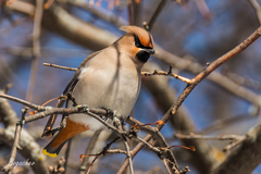 Bombycilla garrulus