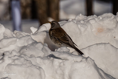 Turdus pilaris