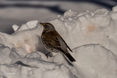 Turdus pilaris