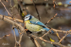 Cyanistes caeruleus