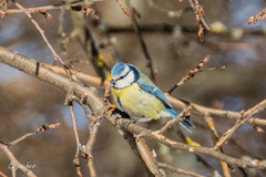Cyanistes caeruleus