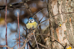 Cyanistes caeruleus