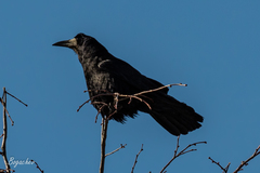 Corvus frugilegus