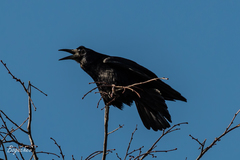 Corvus frugilegus