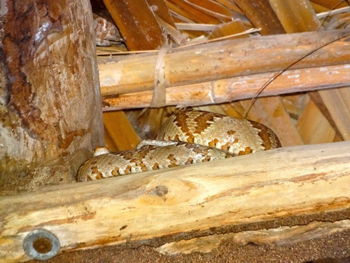 Photo of a Sinaloan lyresnake (Trimorphodon paucimaculatus)