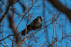 Corvus frugilegus
