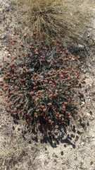 Eriogonum fasciculatum polifolium