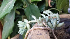 Sedum morganianum