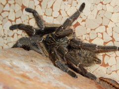 Ceratogyrus dolichocephalus
