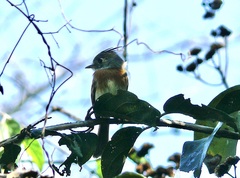 Xenotriccus callizonus