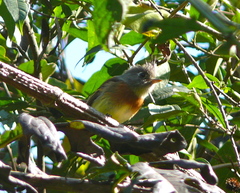 Xenotriccus callizonus