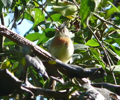 Xenotriccus callizonus