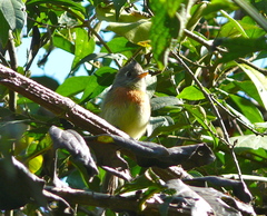 Xenotriccus callizonus