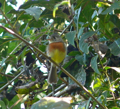 Xenotriccus callizonus