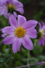 Dahlia tenuicaulis
