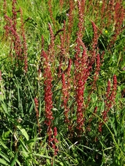 Rumex bucephalophorus
