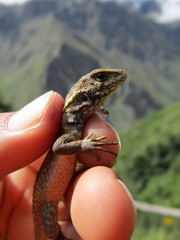 Ochoa Whorltail Iguana photo 3