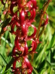 Rumex bucephalophorus