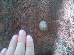 Insecta