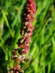 Rumex bucephalophorus