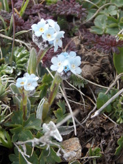 Eritrichium caucasicum