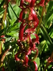 Rumex bucephalophorus