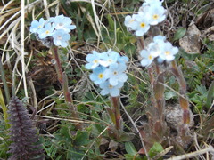 Eritrichium caucasicum