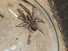 Ctenus gulosus