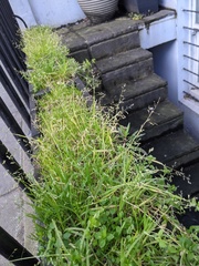 Poa annua