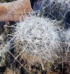 Mammillaria glassii