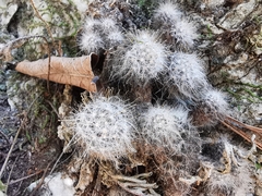 Mammillaria glassii