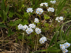 Eritrichium caucasicum