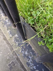 Poa annua