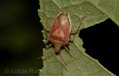Diceraeus melacanthus