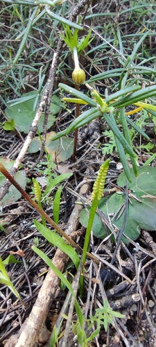 Least adder's-tongue (Ophioglossum lusitanicum)