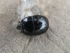 Margarinotus merdarius