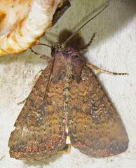 Condica sutor
