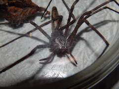 Euprosthenops