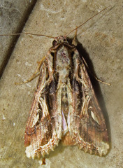 Spodoptera dolichos