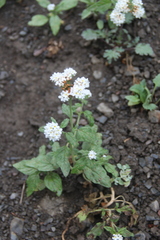Heliotropium styligerum