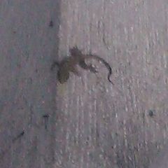 Gekkonidae