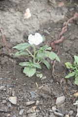 Heliotropium styligerum