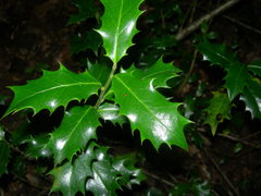 Ilex colchica