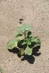 Heliotropium suaveolens