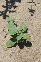 Heliotropium suaveolens