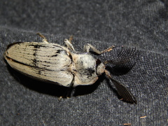 Tetralobus flabellicornis