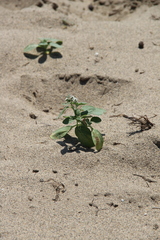 Heliotropium suaveolens