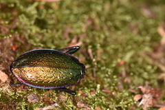 Carabus hispanus